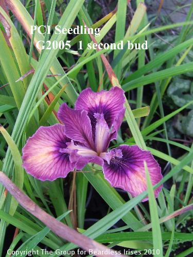 PCI Seedling G2005_01 second bud